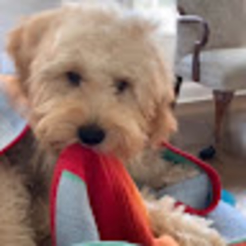 Meet your Posher, Maddie